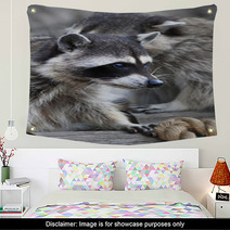  Inquisitive Look Of A Raccoon Or Washing Bear. The Head Of A Cute And Cuddly Animal, That Can Be Very Dangerous Beast. Side Face Portrait Of The Excellent Representative Of The Wildlife.. Wall Art 99130760