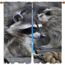 Inquisitive Look Of A Raccoon Or Washing Bear. The Head Of A Cute And Cuddly Animal, That Can Be Very Dangerous Beast. Side Face Portrait Of The Excellent Representative Of The Wildlife.. Window Curtains 99130760