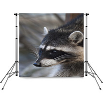Interest In Eyes Of A Cute And Cuddly Raccoon, That Can Be Very Dangerous Beast. Side Face Portrait Of The Excellent Representative Of The Wildlife. Funny Expression On The Animal Face. Backdrops 99091916