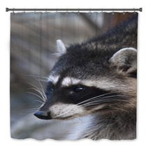 Interest In Eyes Of A Cute And Cuddly Raccoon, That Can Be Very Dangerous Beast. Side Face Portrait Of The Excellent Representative Of The Wildlife. Funny Expression On The Animal Face. Bath Decor 99091916