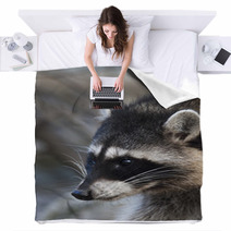 Interest In Eyes Of A Cute And Cuddly Raccoon, That Can Be Very Dangerous Beast. Side Face Portrait Of The Excellent Representative Of The Wildlife. Funny Expression On The Animal Face. Blankets 99091916