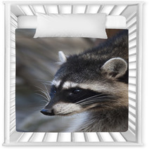 Interest In Eyes Of A Cute And Cuddly Raccoon, That Can Be Very Dangerous Beast. Side Face Portrait Of The Excellent Representative Of The Wildlife. Funny Expression On The Animal Face. Nursery Decor 99091916