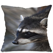 Interest In Eyes Of A Cute And Cuddly Raccoon, That Can Be Very Dangerous Beast. Side Face Portrait Of The Excellent Representative Of The Wildlife. Funny Expression On The Animal Face. Pillows 99091916