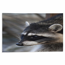 Interest In Eyes Of A Cute And Cuddly Raccoon, That Can Be Very Dangerous Beast. Side Face Portrait Of The Excellent Representative Of The Wildlife. Funny Expression On The Animal Face. Rugs 99091916