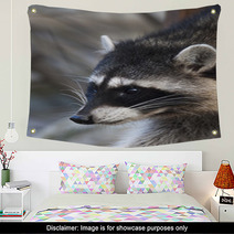 Interest In Eyes Of A Cute And Cuddly Raccoon, That Can Be Very Dangerous Beast. Side Face Portrait Of The Excellent Representative Of The Wildlife. Funny Expression On The Animal Face. Wall Art 99091916