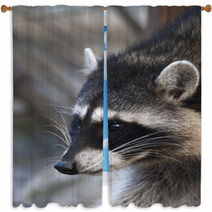 Interest In Eyes Of A Cute And Cuddly Raccoon, That Can Be Very Dangerous Beast. Side Face Portrait Of The Excellent Representative Of The Wildlife. Funny Expression On The Animal Face. Window Curtains 99091916