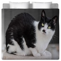 Interested Cat Bedding 64487795