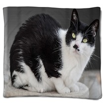 Interested Cat Blankets 64487795