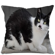 Interested Cat Pillows 64487795