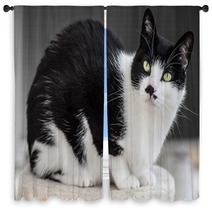 Interested Cat Window Curtains 64487795