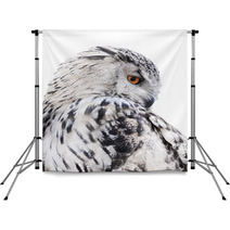 Isolated Black And White Owl Backdrops 65272565