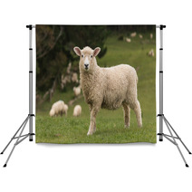 Isolated Lamb With Grazing Sheep In Background Backdrops 58404951