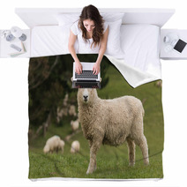 Isolated Lamb With Grazing Sheep In Background Blankets 58404951