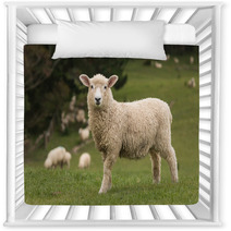 Isolated Lamb With Grazing Sheep In Background Nursery Decor 58404951