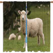 Isolated Lamb With Grazing Sheep In Background Window Curtains 58404951