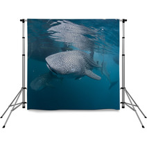 Isolated Whale Shark Portrait Underwater In Papua Backdrops 53123878