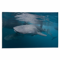 Isolated Whale Shark Portrait Underwater In Papua Rugs 53123878