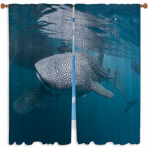 Isolated Whale Shark Portrait Underwater In Papua Window Curtains 53123878