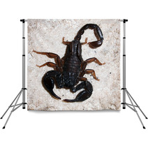 Italian Scorpion (Euscorpius Italicus) Wandering On Marble Backdrops 88057959