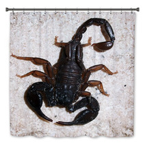 Italian Scorpion (Euscorpius Italicus) Wandering On Marble Bath Decor 88057959