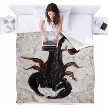 Italian Scorpion (Euscorpius Italicus) Wandering On Marble Blankets 88057959