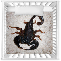 Italian Scorpion (Euscorpius Italicus) Wandering On Marble Nursery Decor 88057959