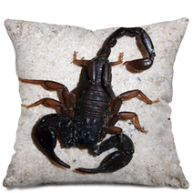 Italian Scorpion (Euscorpius Italicus) Wandering On Marble Pillows 88057959