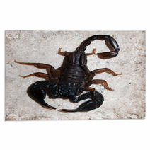 Italian Scorpion (Euscorpius Italicus) Wandering On Marble Rugs 88057959