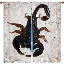 Italian Scorpion (Euscorpius Italicus) Wandering On Marble Window Curtains 88057959