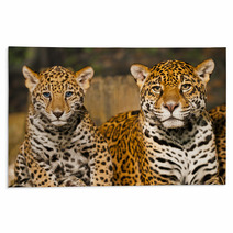 Jaguar Family Rugs 50761665