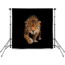 Jaguar In Darkness - Front View, Isolated Backdrops 33861137