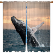 Jumping Humpback Whale Over Water Madagascar At Sunset Window Curtains 90697931