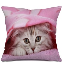 Kätzchen Schaut Unter Decke Hervor - Cat Hides Under Blanket Pillows 56635363