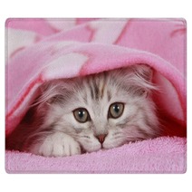 Kätzchen Schaut Unter Decke Hervor - Cat Hides Under Blanket Rugs 56635363