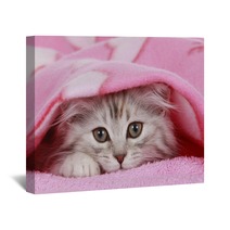 Kätzchen Schaut Unter Decke Hervor - Cat Hides Under Blanket Wall Art 56635363