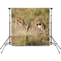 Kenya Africa Amboseli Reserve, Impala Fighting Backdrops 81144648