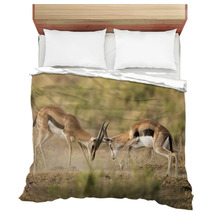 Kenya Africa Amboseli Reserve, Impala Fighting Bedding 81144648