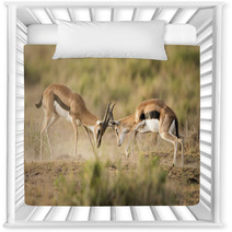 Kenya Africa Amboseli Reserve, Impala Fighting Nursery Decor 81144648