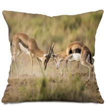 Kenya Africa Amboseli Reserve, Impala Fighting Pillows 81144648