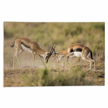 Kenya Africa Amboseli Reserve, Impala Fighting Rugs 81144648