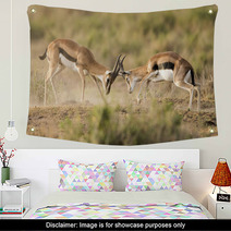 Kenya Africa Amboseli Reserve, Impala Fighting Wall Art 81144648