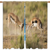 Kenya Africa Amboseli Reserve, Impala Fighting Window Curtains 81144648