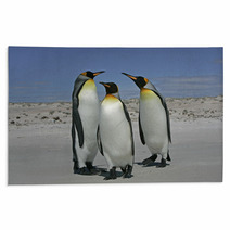 King Penguin, Aptenodytes Patagonicus Rugs 59734345