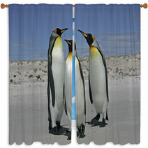King Penguin, Aptenodytes Patagonicus Window Curtains 59734345