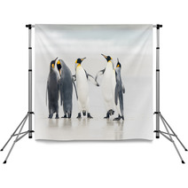 King Penguin Backdrops 59772462