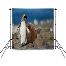 King Penguin With Young One Backdrops 67661951