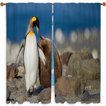 King Penguin With Young One Window Curtains 67661951