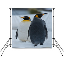 King Penguins Backdrops 59245464