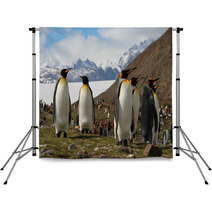 King Penguins, Fortuna Bay, South Georgia Backdrops 60778802