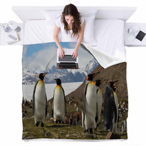 King Penguins, Fortuna Bay, South Georgia Blankets 60778802